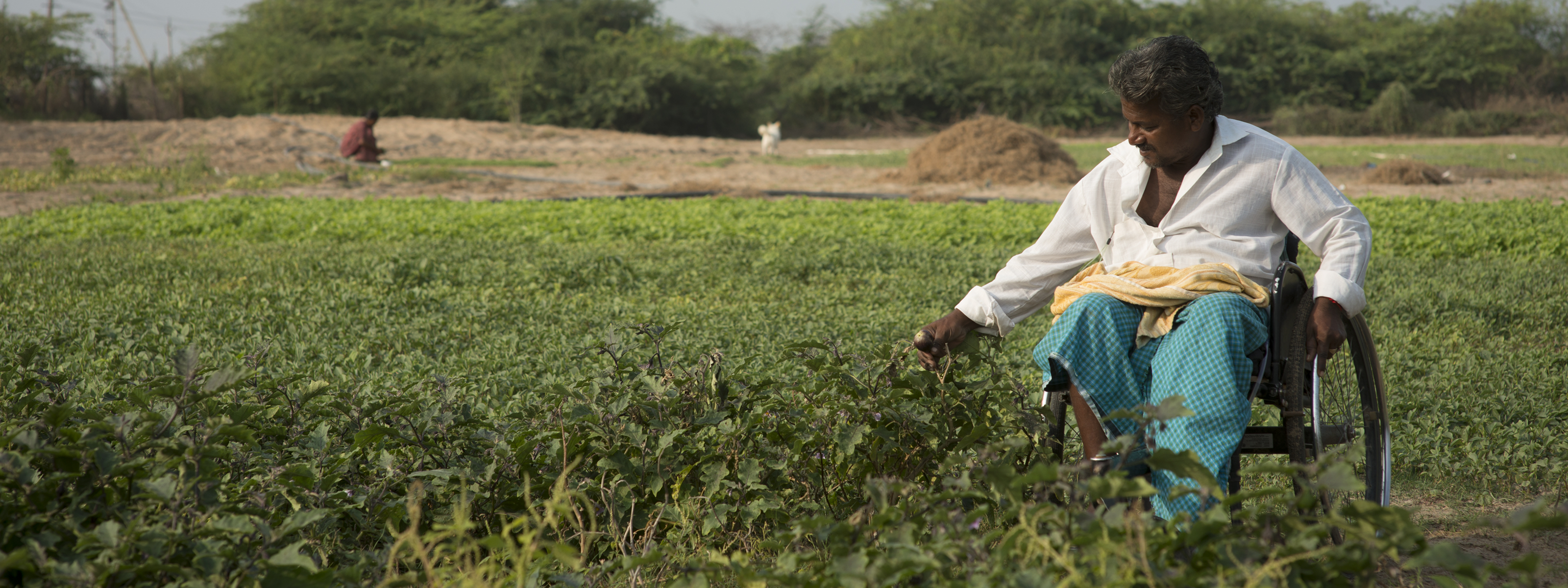 A man using a wheelchair works in a green agricultural field, examining plants.