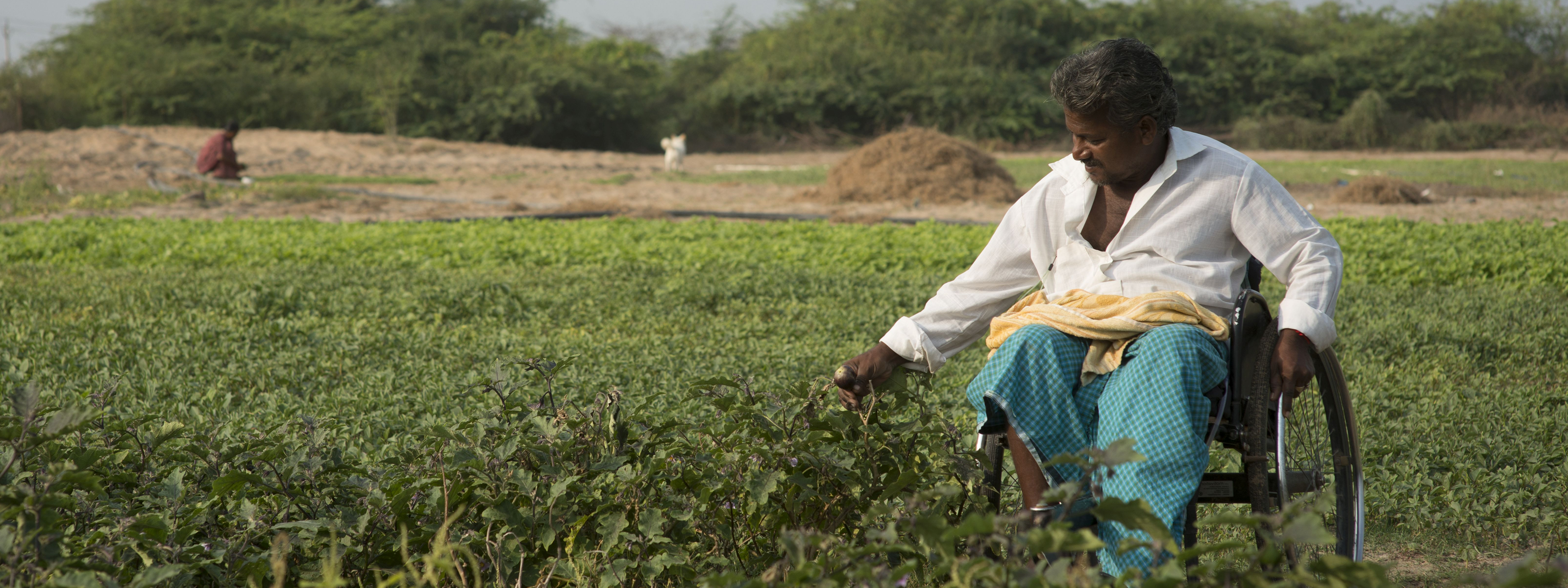 In Srnivas, a man working in his farm. His wheelchair supports him to tend to his land.